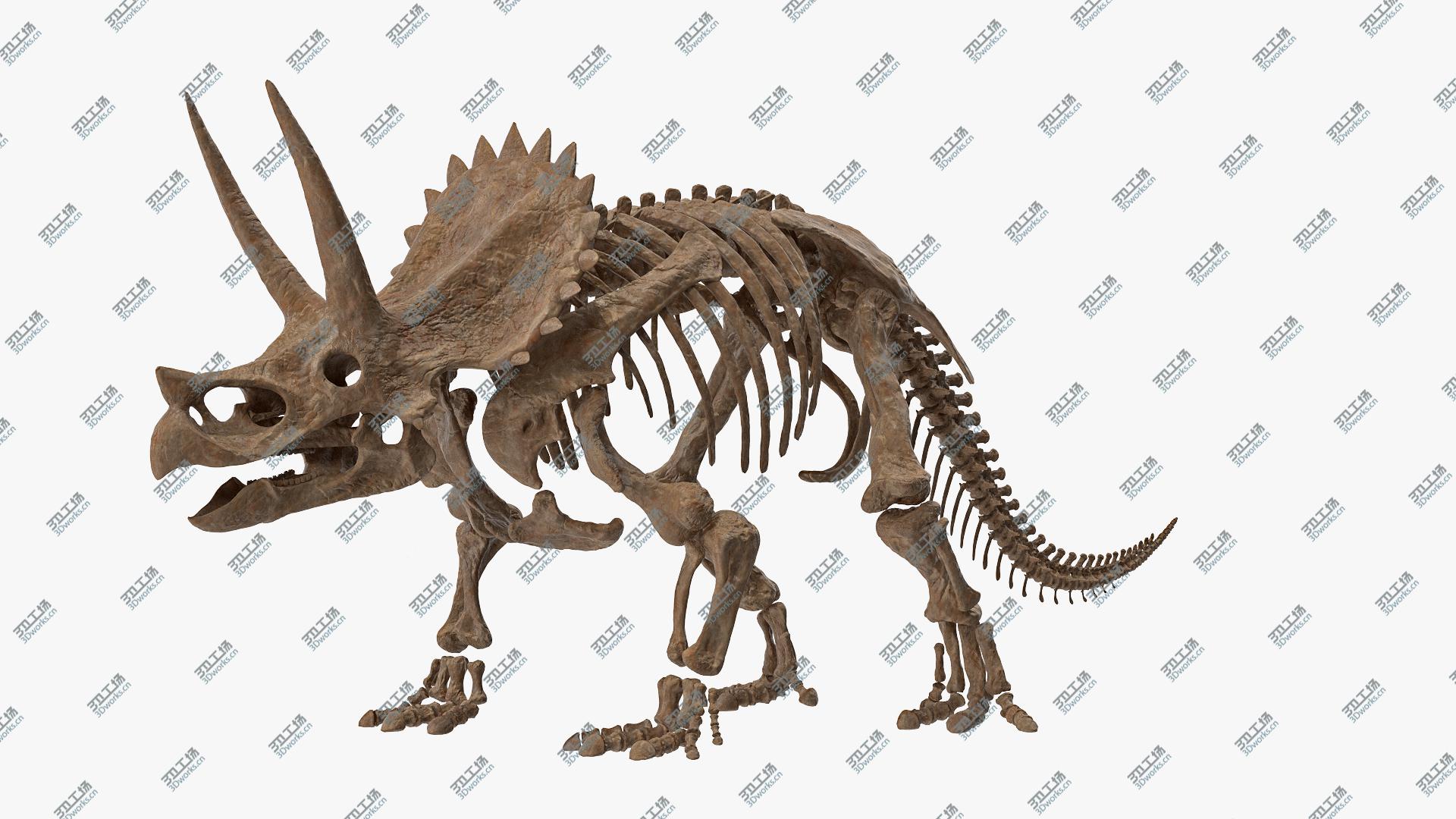 images/goods_img/202104093/3D Triceratops Skeleton Fossil Rigged/2.jpg